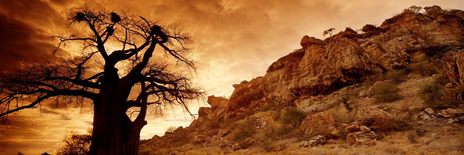A baobab in silhouette beside warm sandstone at sunrise in Mapungubwe