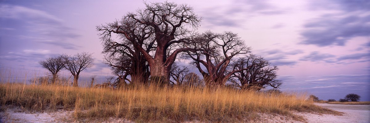 Baobab Collection, a panorama by Koos van der Lende