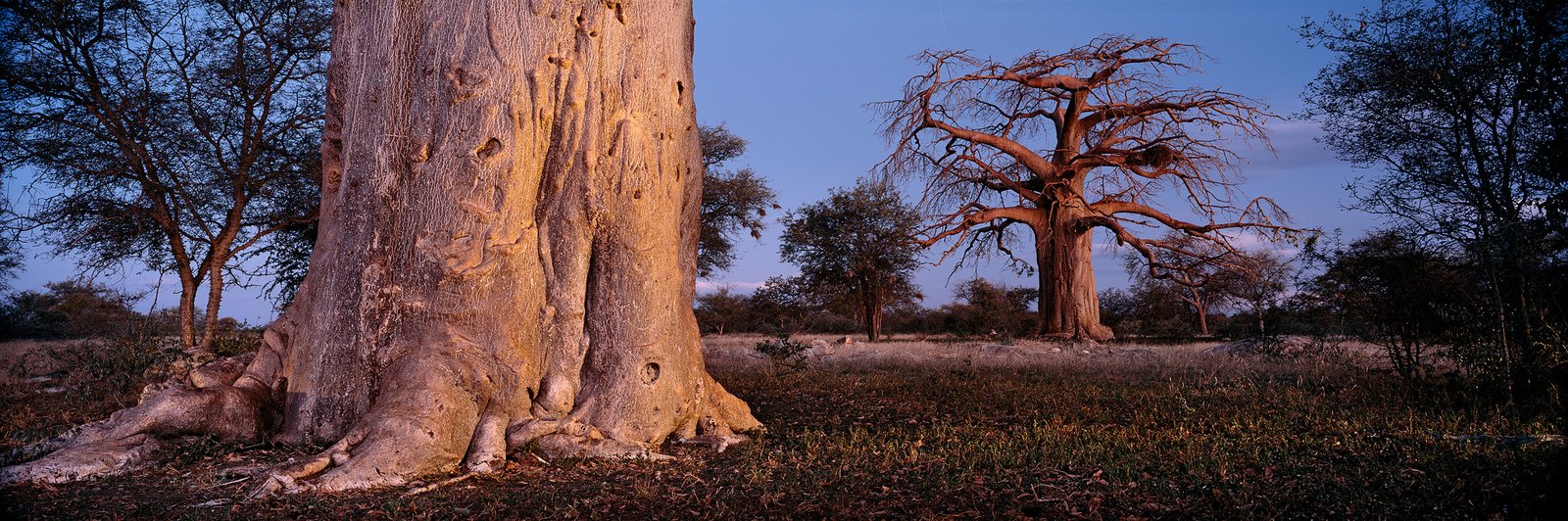 Two baobabs painted with light after sunset, the near trunk almost golden