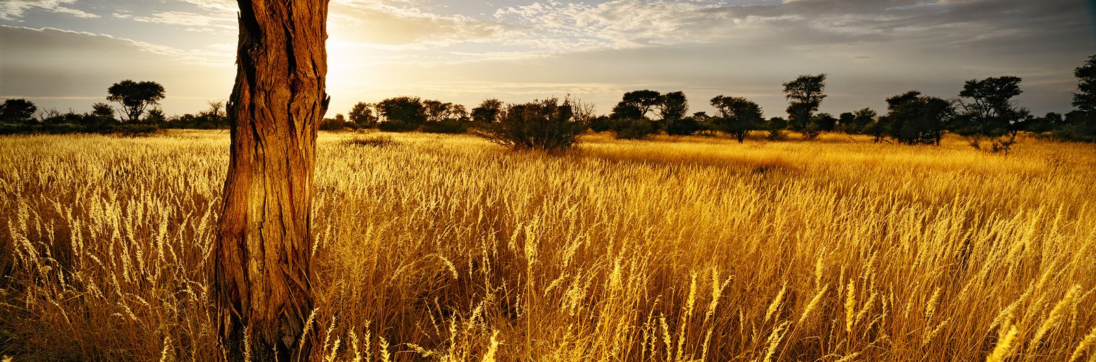 First light on a camel thorn trunk and tall golden grass in the Molopo