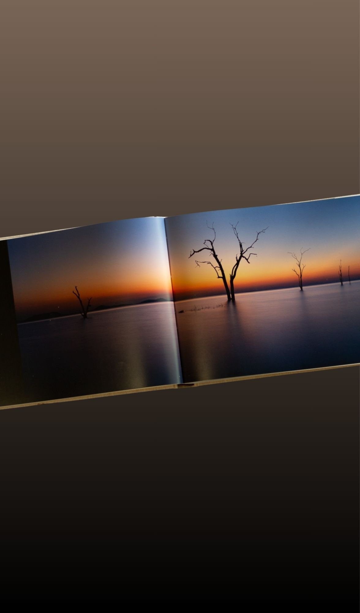 Moments of Grace open at a sunset over dead trees standing in a lake