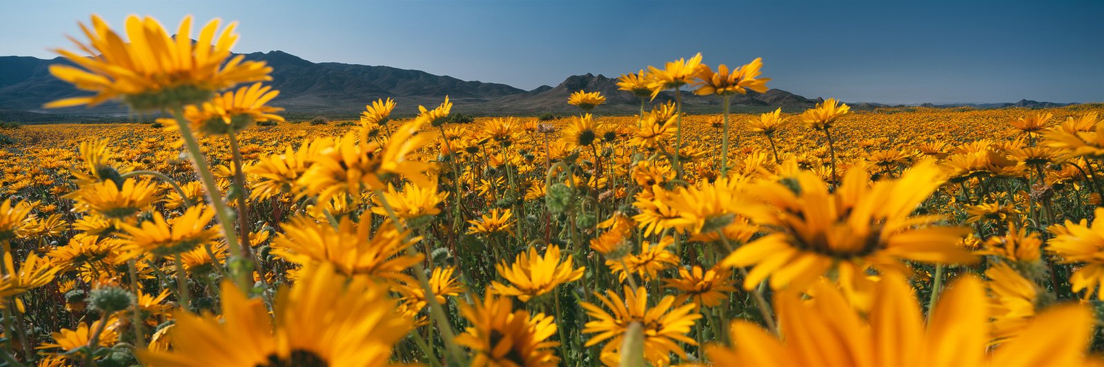 Yellow daisies carpet the Richtersveld below bare mountains after winter rain