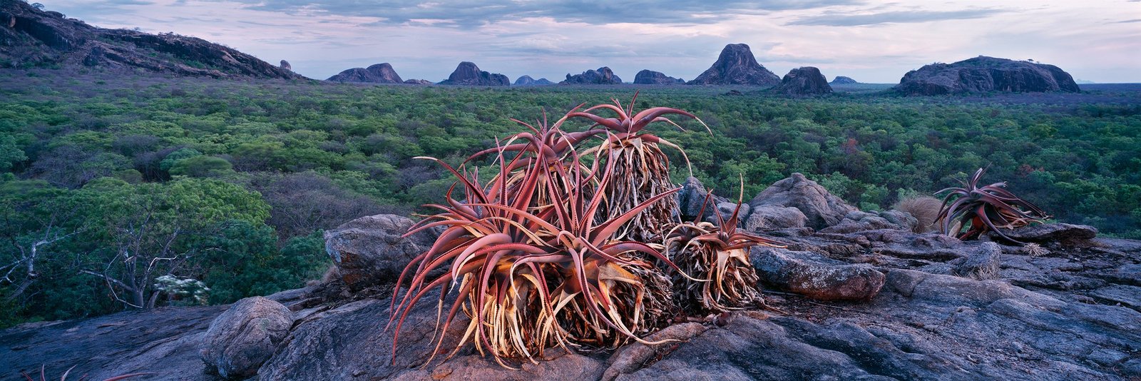 An Aloe mawii glowing on bare granite with the inselbergs of the Niassa behind