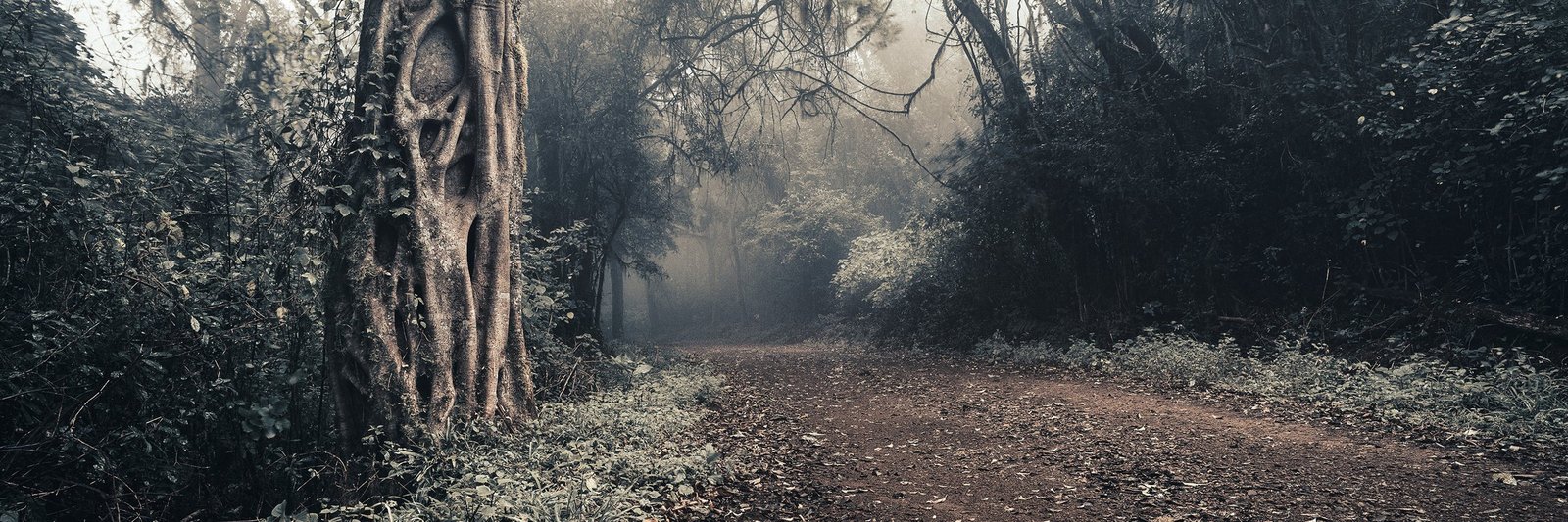 Giant fig trees in mist on a forest track in the sacred forest of Venda