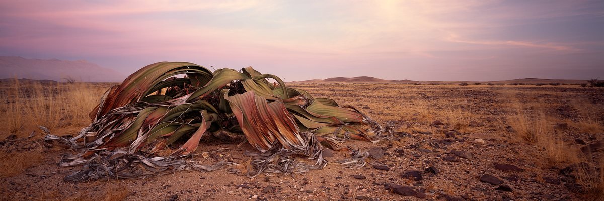 Solitary Survivor, a panorama by Koos van der Lende