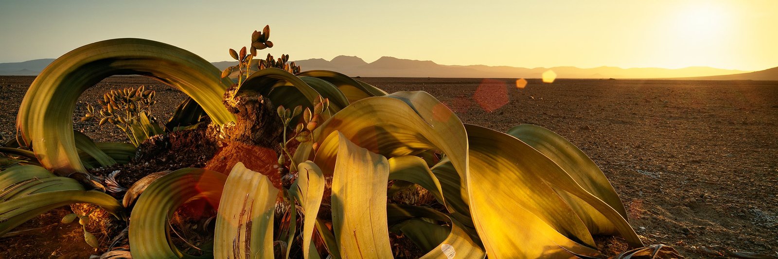 A welwitschia close up against the setting sun, its leaves lit gold