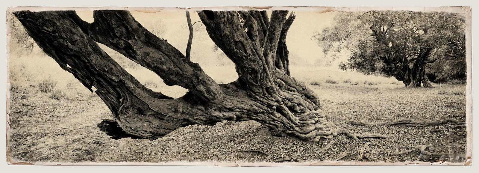 Two great water pear trunks leaning together, a sepia panorama with aged, torn edges
